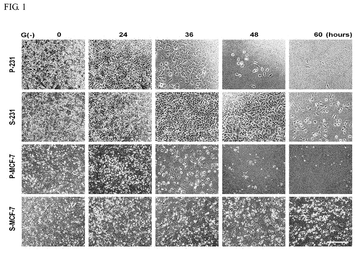 Pharmaceutical composition for preventing or treating cancer