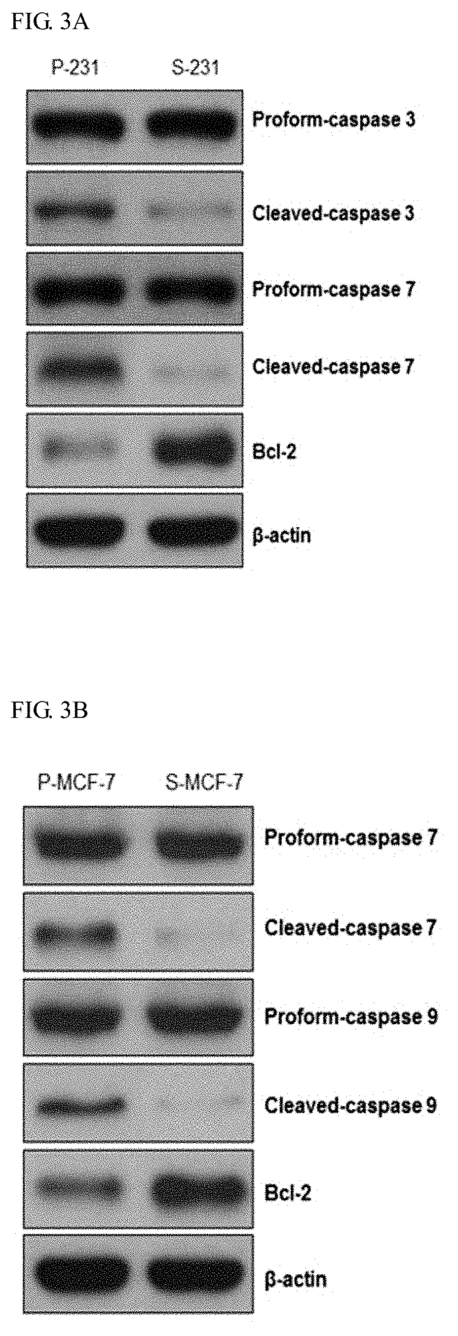 Pharmaceutical composition for preventing or treating cancer