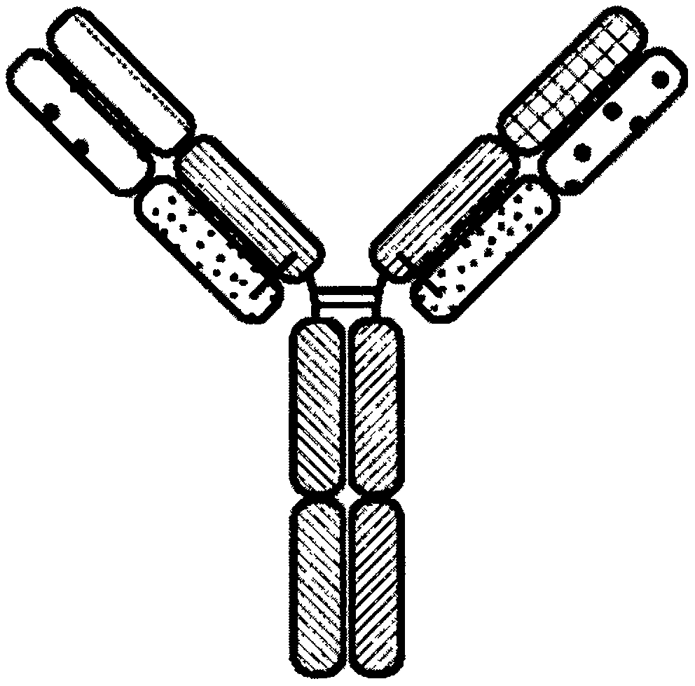 Proteins binding gd2, nkg2d and cd16