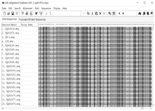 A specific primer, molecular marker and detection method for efficiently detecting rice resistance gene pita