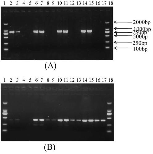 A specific primer, molecular marker and detection method for efficiently detecting rice resistance gene pita