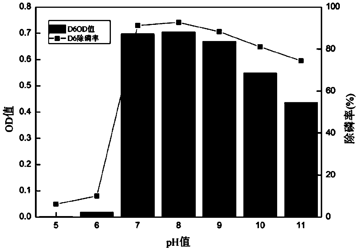 Phosphorus-accumulating bacterium strain with higher phosphorus removal at low temperature, and screening method and application thereof