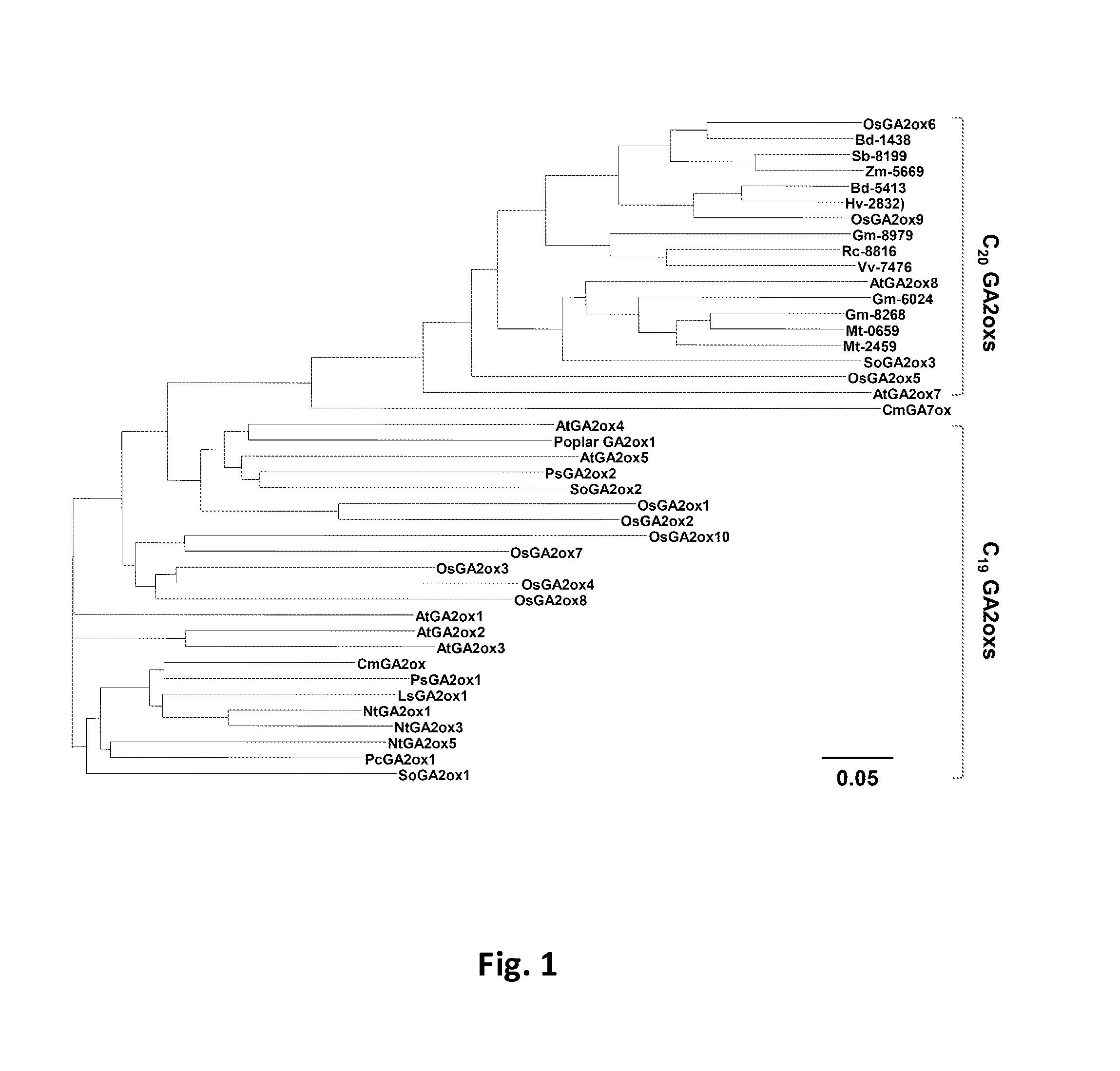 Mutant gibberellin 2-oxidase genes and uses thereof
