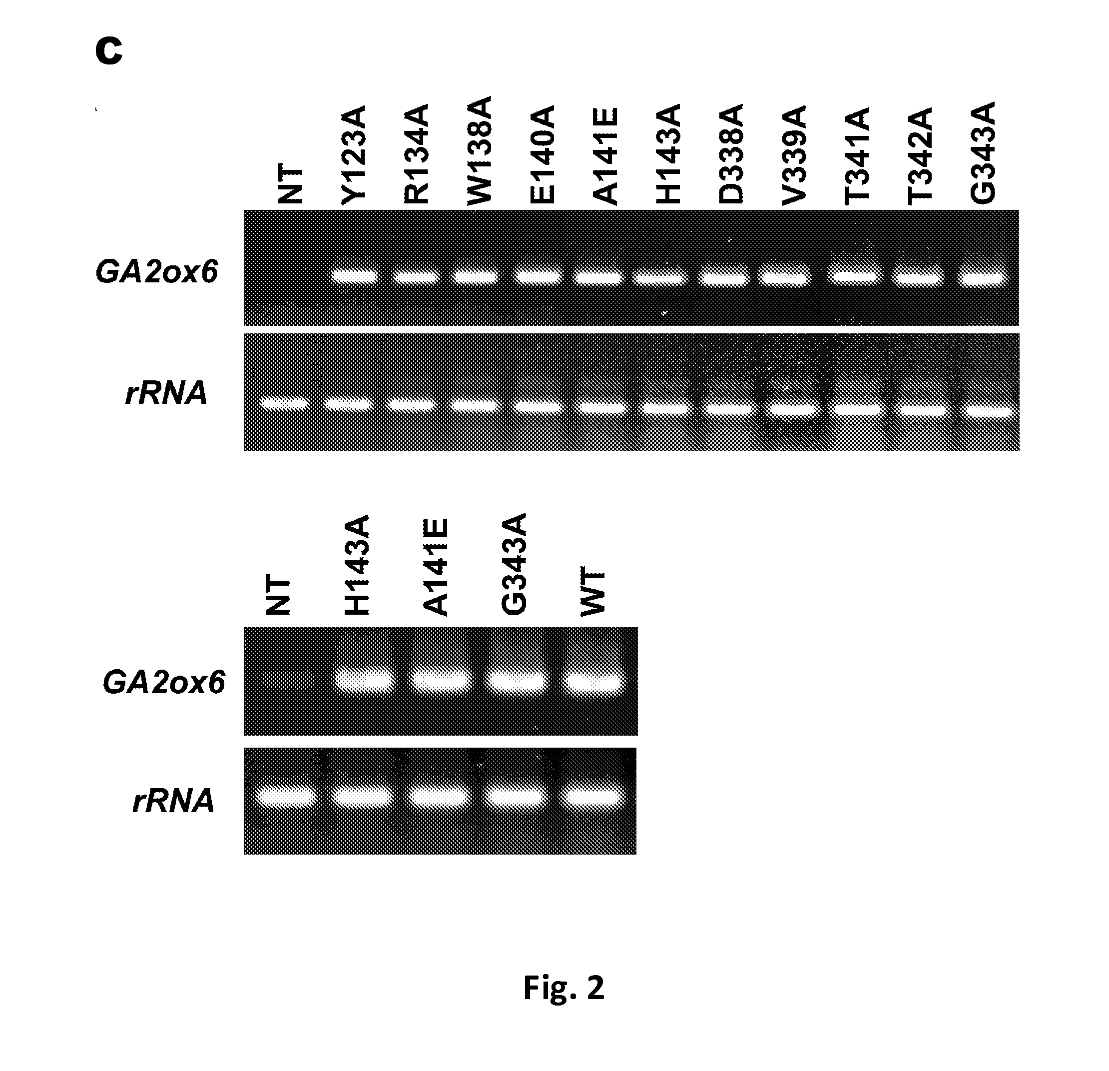Mutant gibberellin 2-oxidase genes and uses thereof