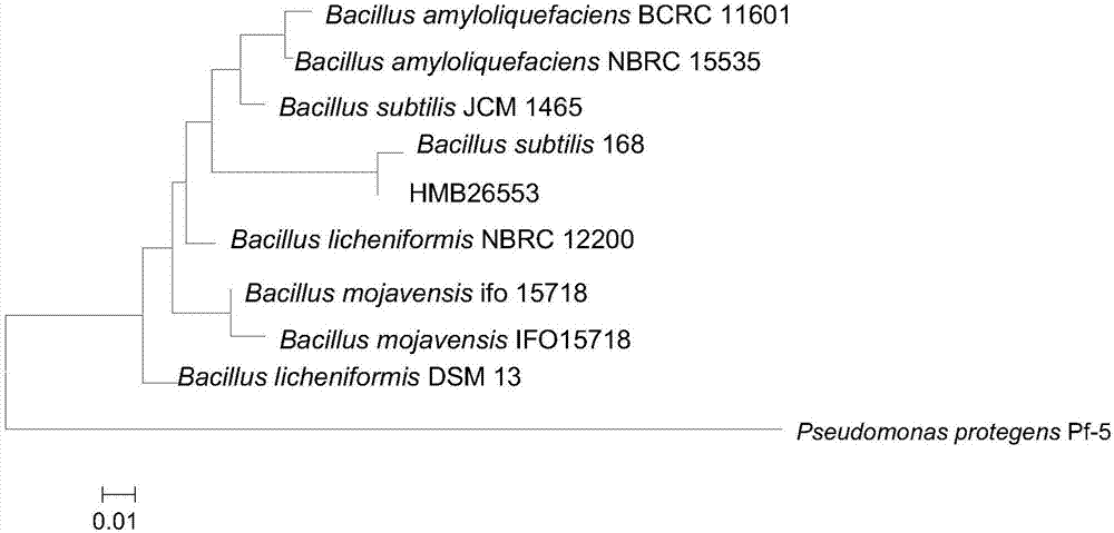 Bacillus subtilis HMB26553 and application thereof