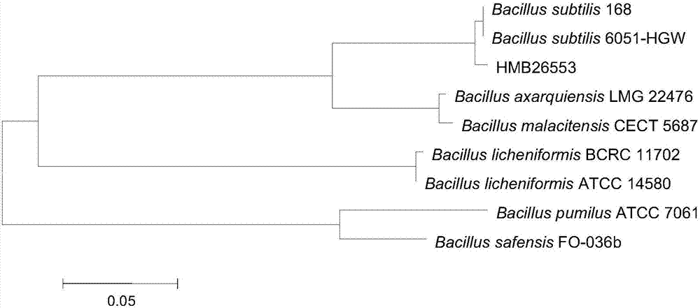Bacillus subtilis HMB26553 and application thereof
