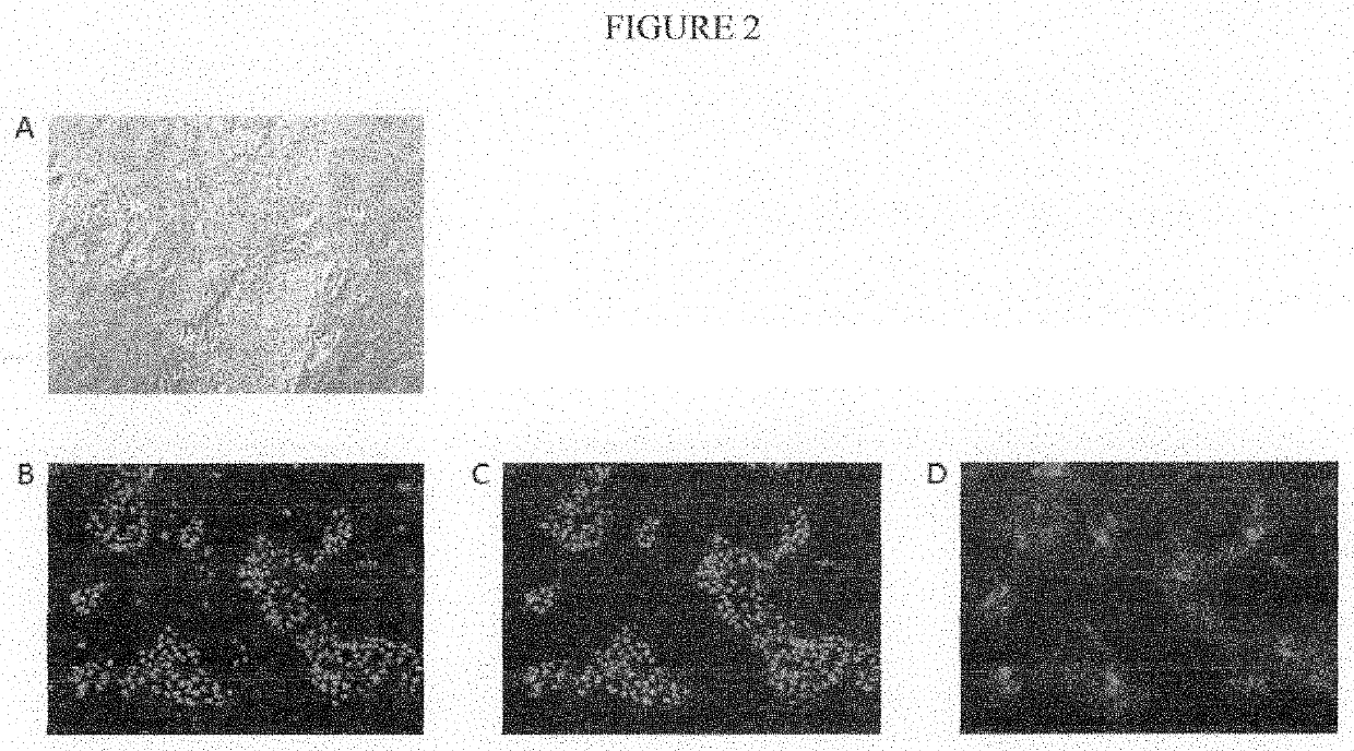 Reprogramming Cells With Synthetic Messenger RNA