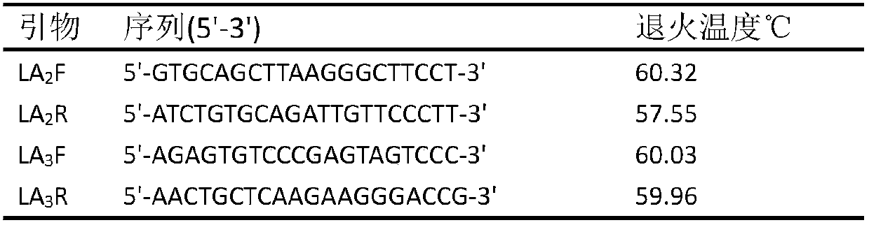 Two pairs of specific primers for detecting acid-resistant lactobacillus content during Baijiu fermentation and application thereof