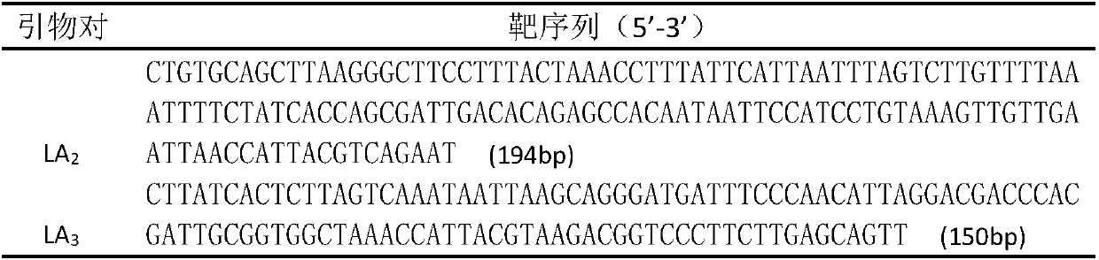 Two pairs of specific primers for detecting acid-resistant lactobacillus content during Baijiu fermentation and application thereof