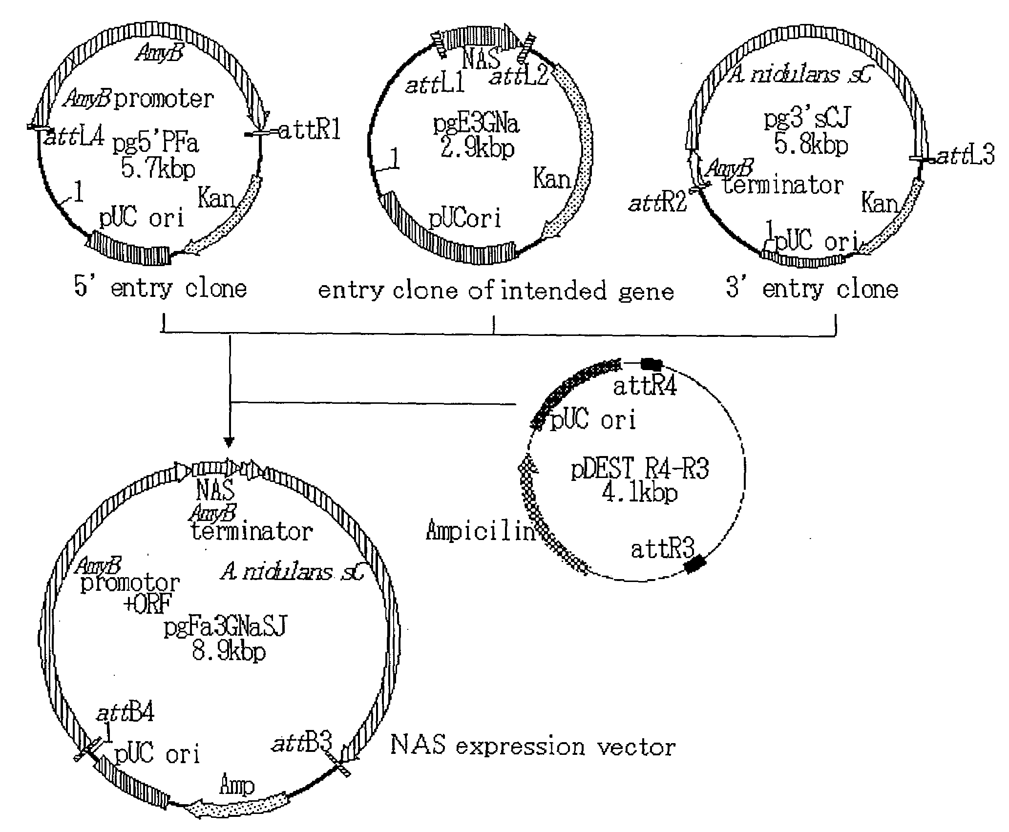 Novel Taste-Modifying Polypeptide Nas, Dna Thereof and Use Thereof