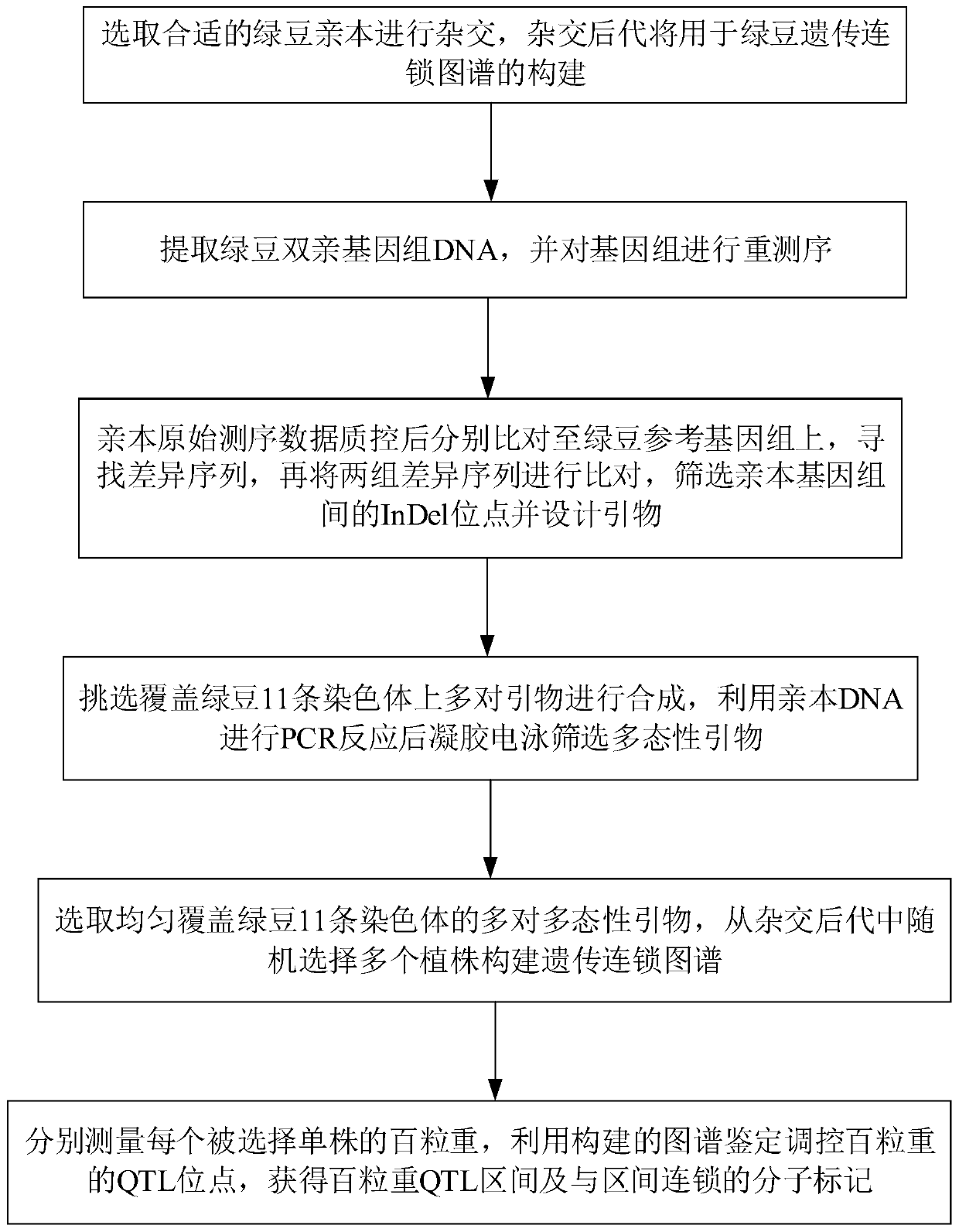 Set of mung bean InDel molecular markers and development method thereof
