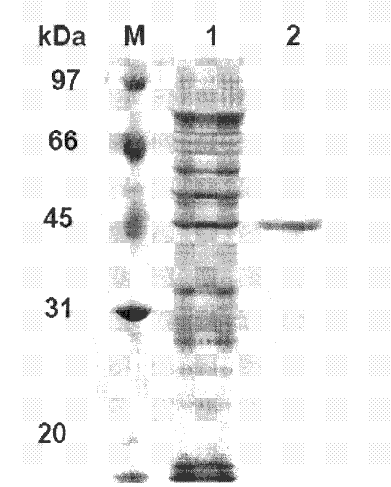 Neutral phytase CP53 from rumen and gene and application thereof