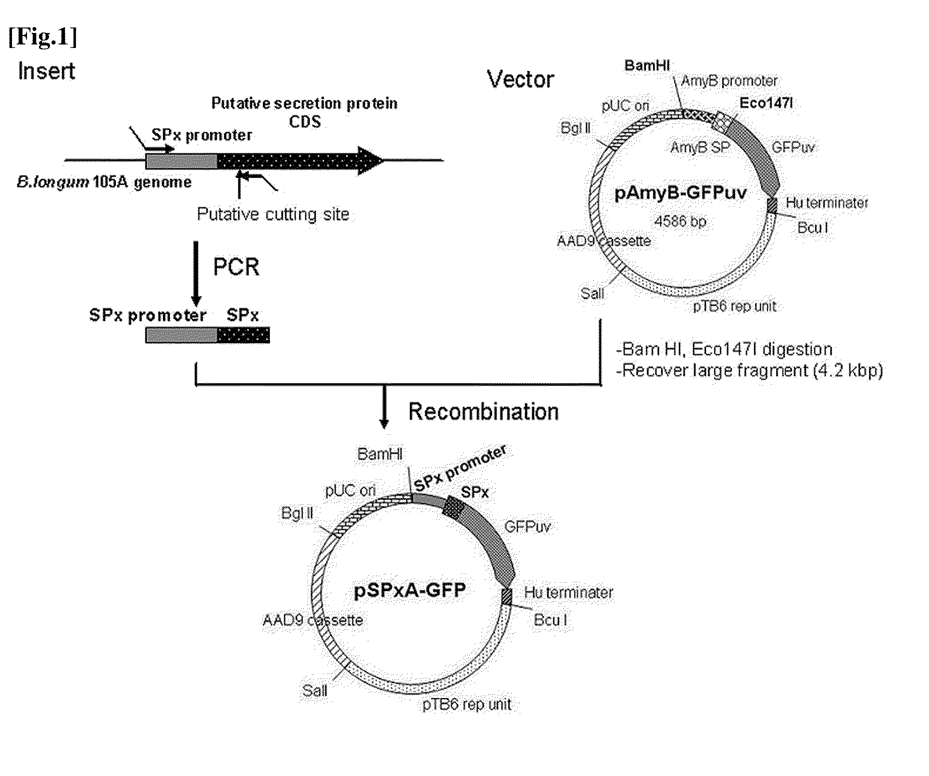 Transfection vector