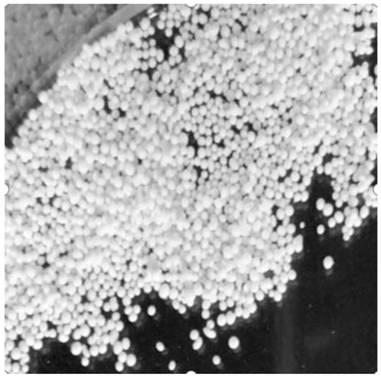 Preparation method of cellulose aerogels ball with controllable diameters