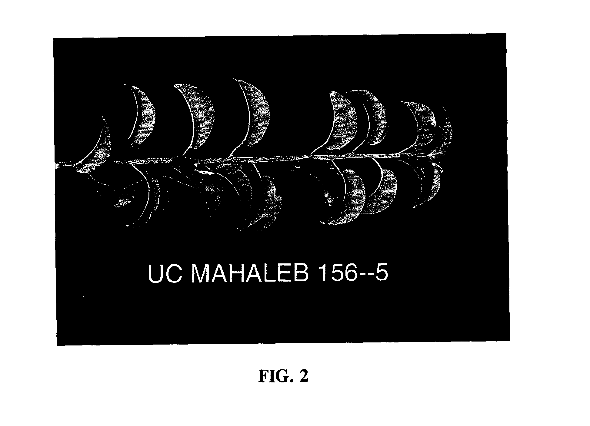 Mahaleb rootstock named 'Ucmh 56'