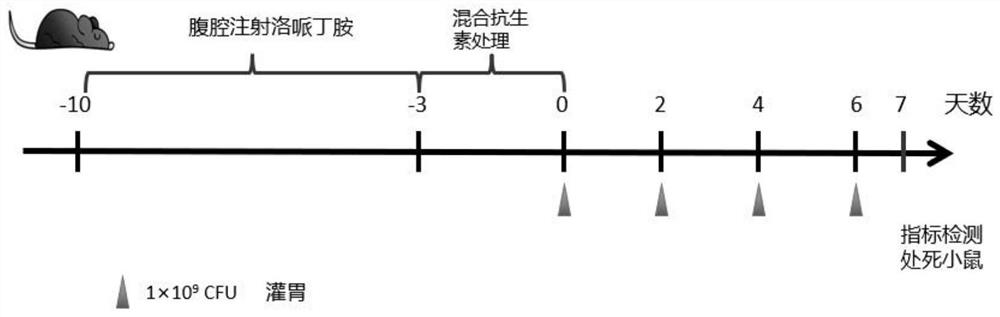 Modified strain, application of modified strain in preparation of intestinal motility promoting preparation and product