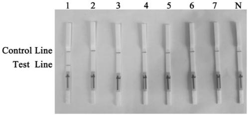 Novel target Phibe_s00003g00002.1 for specifically detecting phytophthora hibernalis and application of target