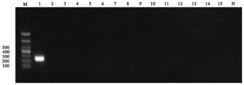 Novel target Phibe_s00003g00002.1 for specifically detecting phytophthora hibernalis and application of target