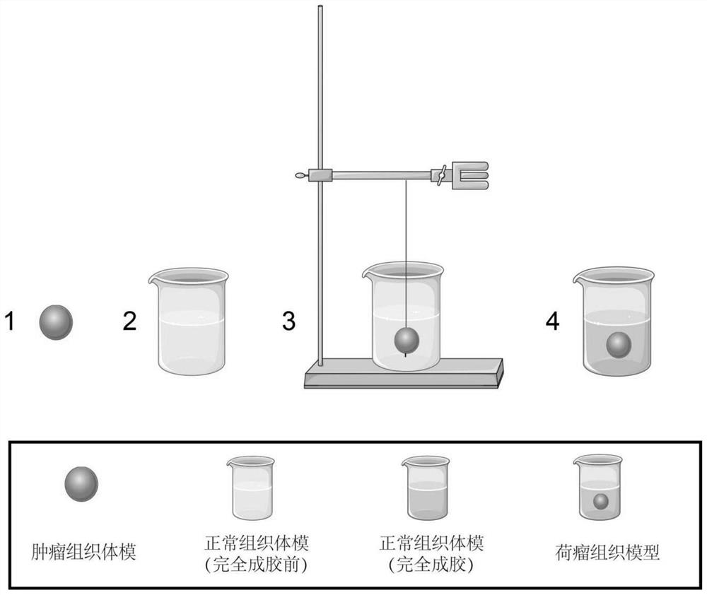 Tumor-bearing tissue model for US/CT-guided downlink tumor puncture or thermal ablation training and preparation method thereof