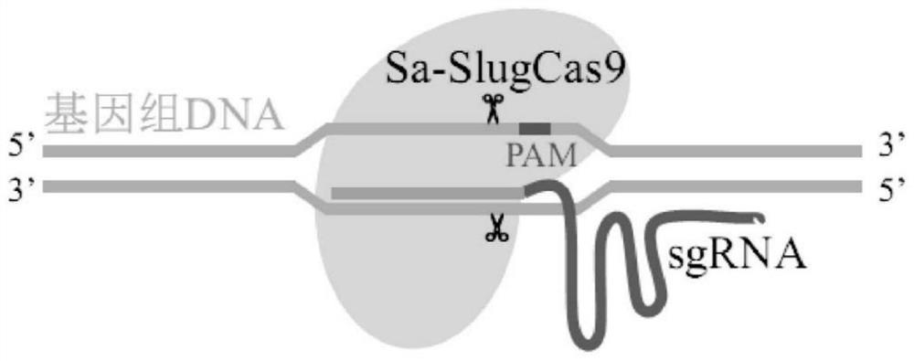 crispr/sa-slugcas9 gene editing system and its application