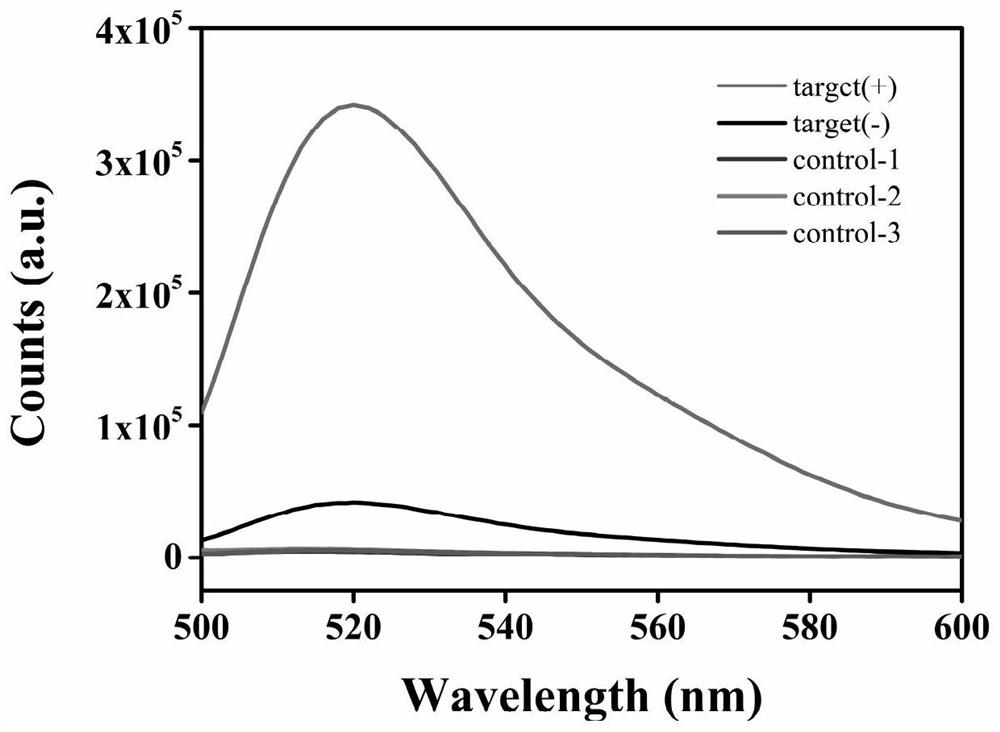 Fluorescent sensor for detecting HBV, and preparation and applications thereof