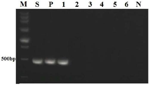 PCR kit for detecting clonorchis sinensis in pigs based on mitochondrial gene nad2 and application