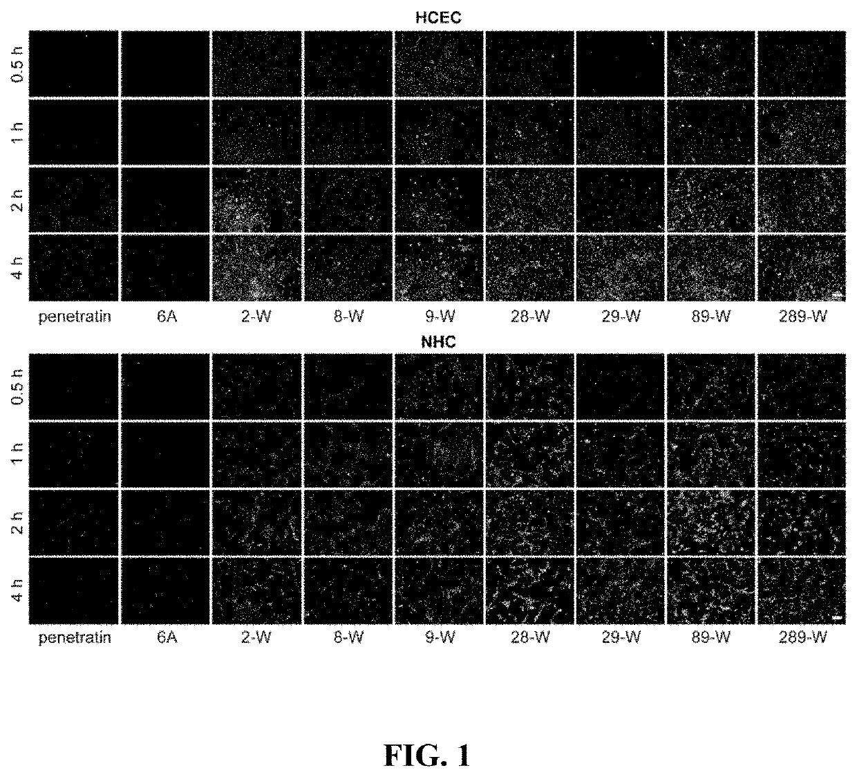 Polypeptide eye absorption enhancer and use thereof