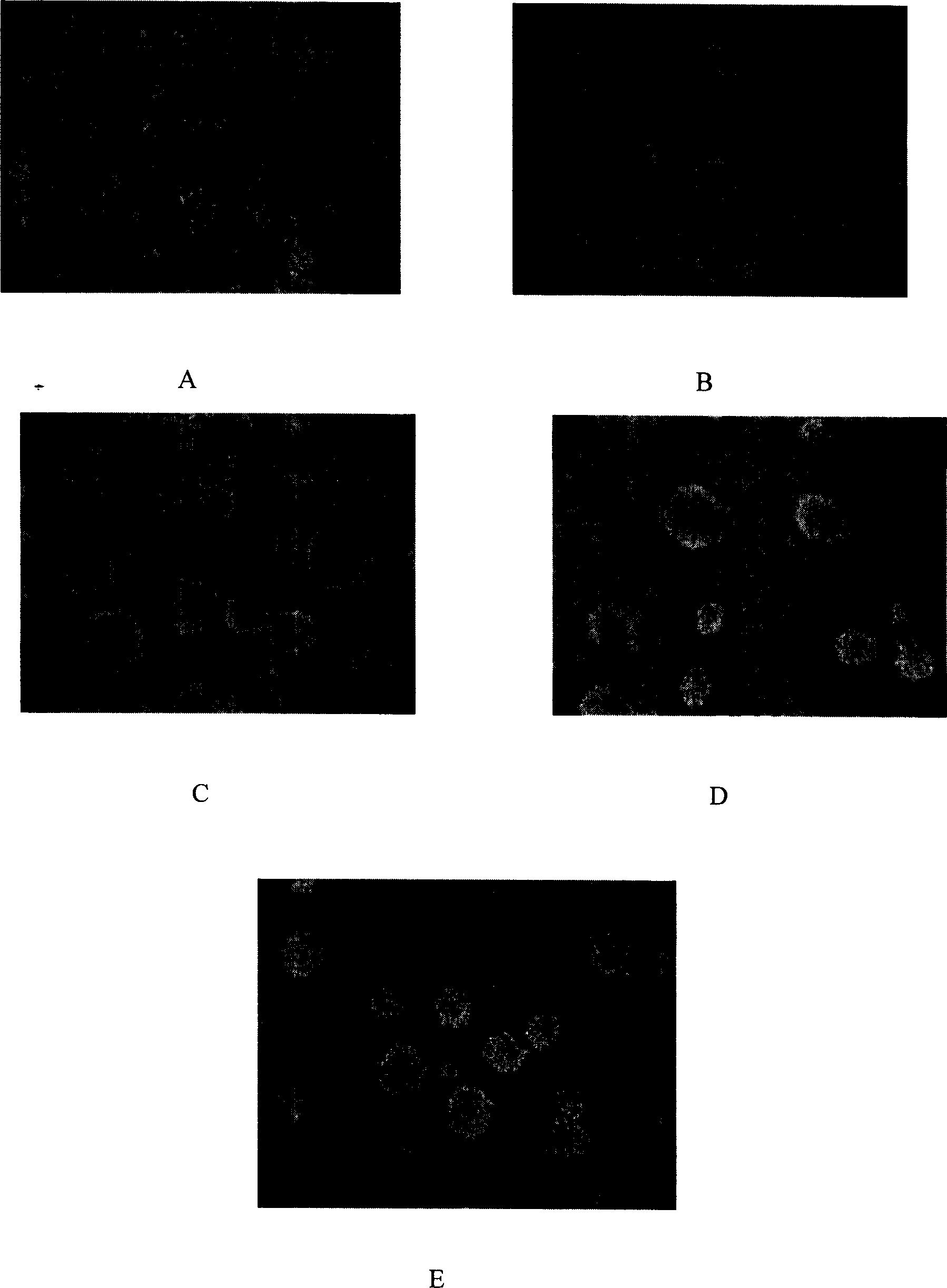 Soluble CD40L stimulation human peripheral blood B cell long-period culture method