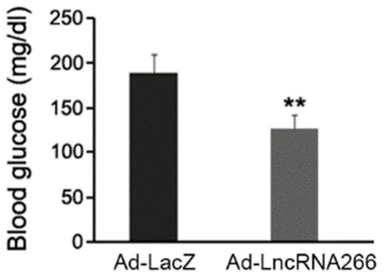 Application of lncrna-266 in the preparation of drugs for inducing brown adipocyte differentiation