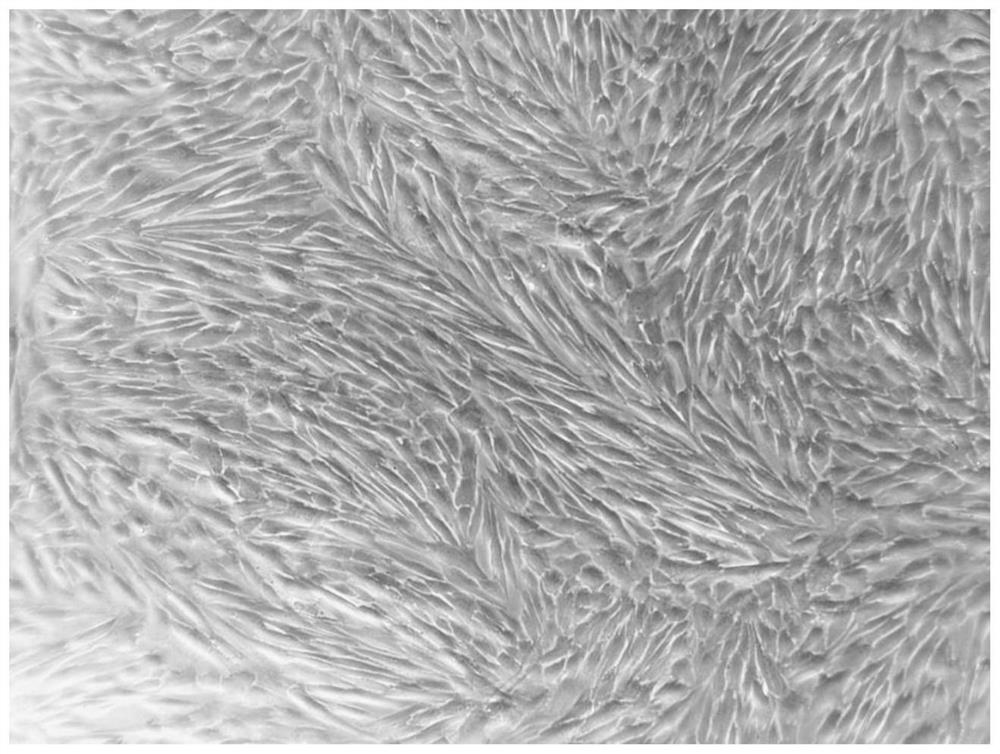 Purification preparation method and application of mesenchymal stem cell secreted factors