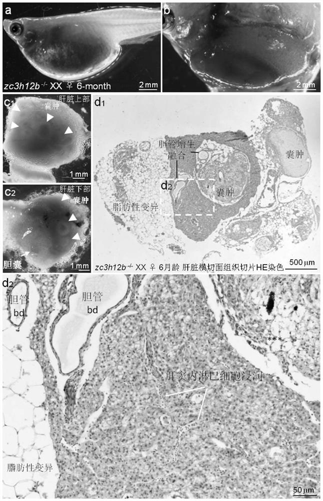 Application of ZC3H12b gene or protein and establishment method of hepatic disease animal model