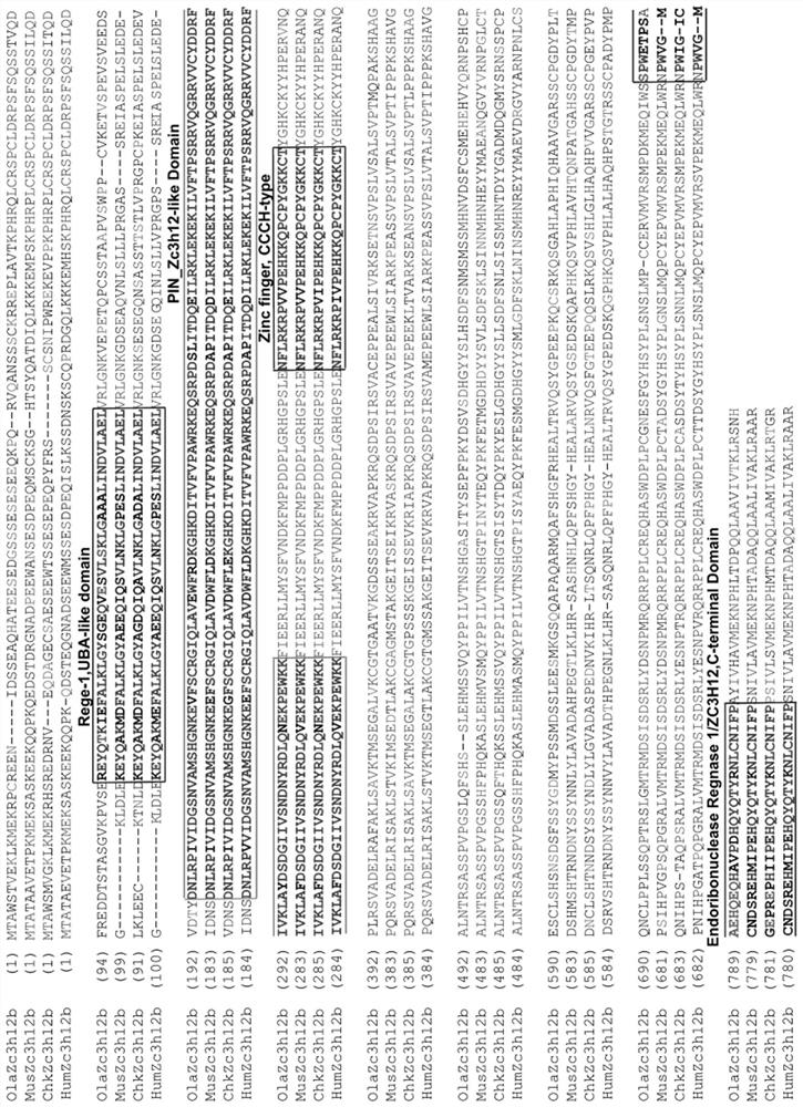 Application of ZC3H12b gene or protein and establishment method of hepatic disease animal model