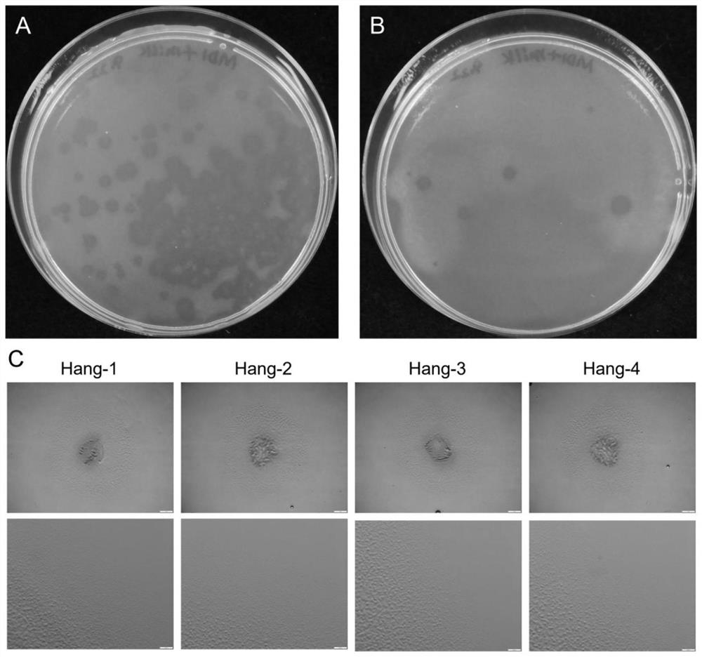 Method for rapidly screening space mutation variant strains of myxobacteria