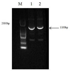 Hybridoma cell strain capable of secreting African swine fever virus p34 protein monoclonal antibody, monoclonal antibody and application