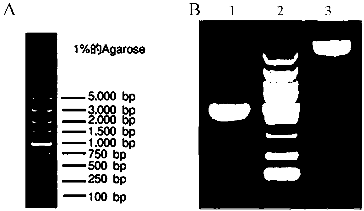 Soluble human keratin and application thereof