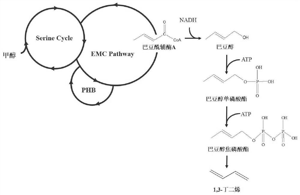 A kind of butadiene producing bacteria and its method for producing butadiene