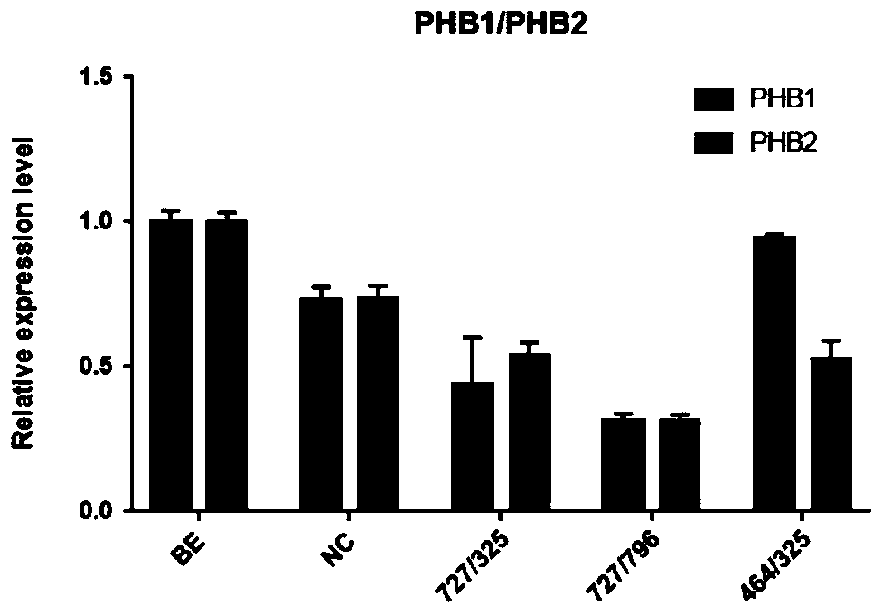 siRNA of schistosoma japonicum PHB1 and PHB2 genes and application thereof