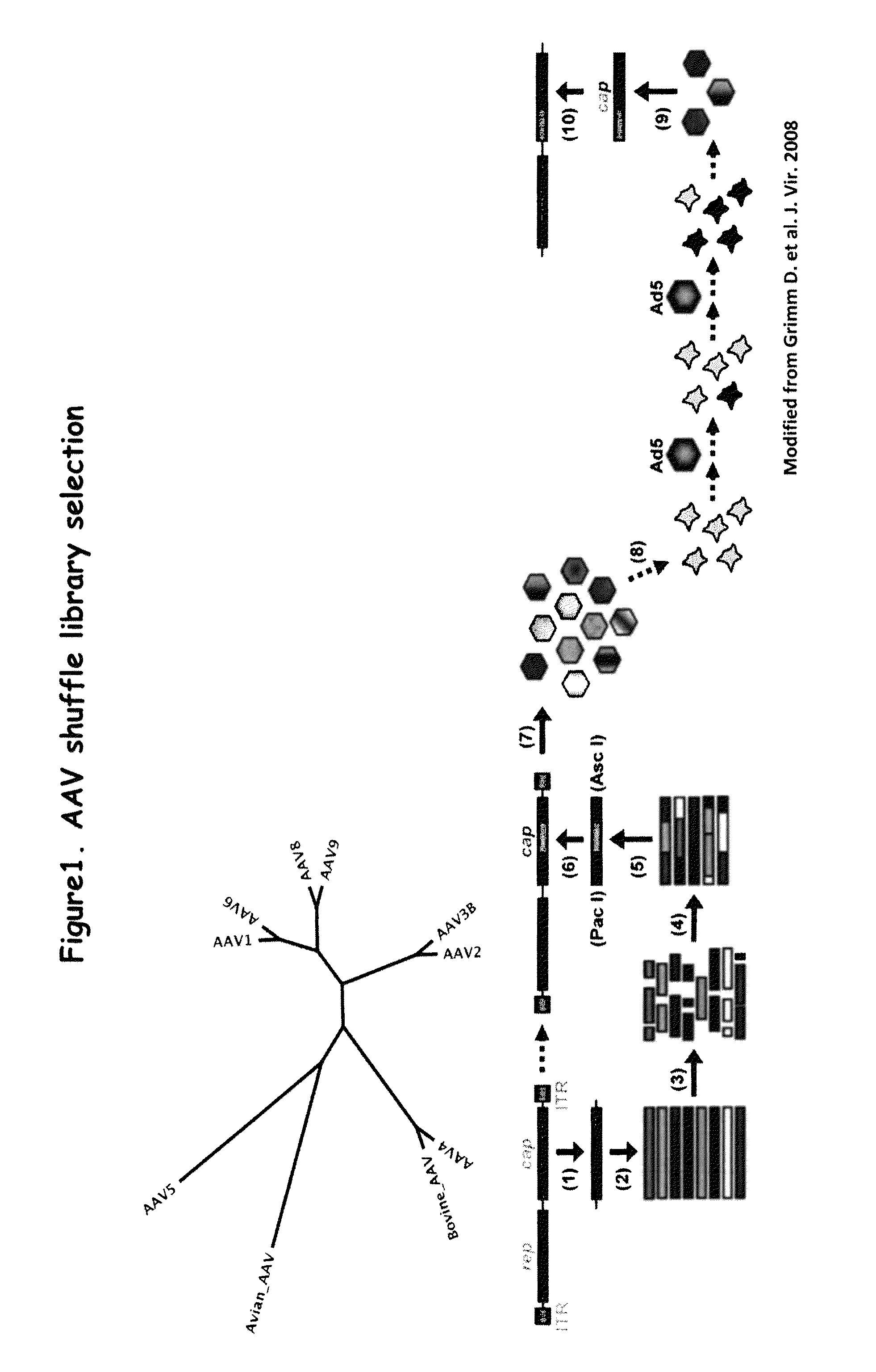 AAV capsid proteins for nucleic acid transfer