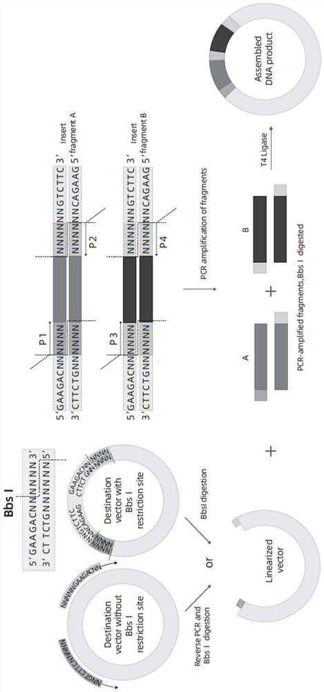 One-step method BbsI enzyme digestion connection fragment assembly method, assembly kit and application