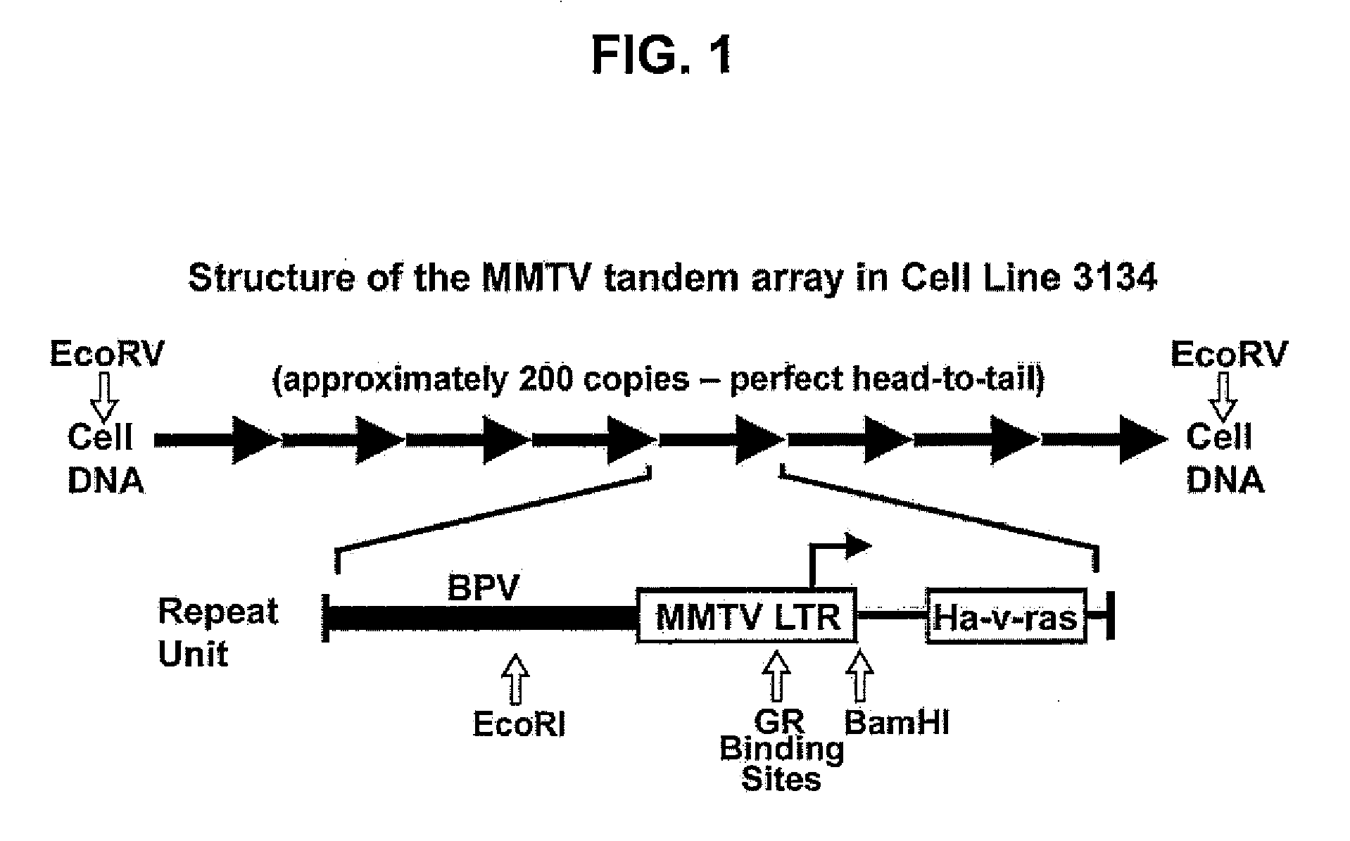 Method and compositions for monitoring DNA binding molecules in living cells