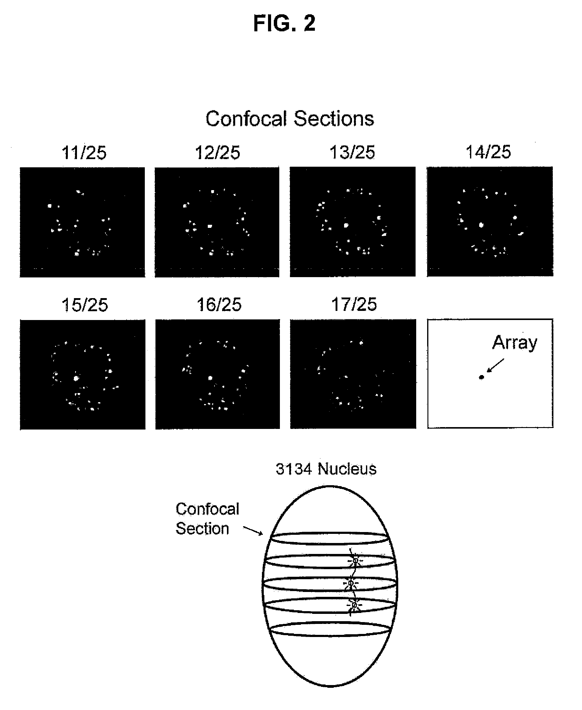 Method and compositions for monitoring DNA binding molecules in living cells