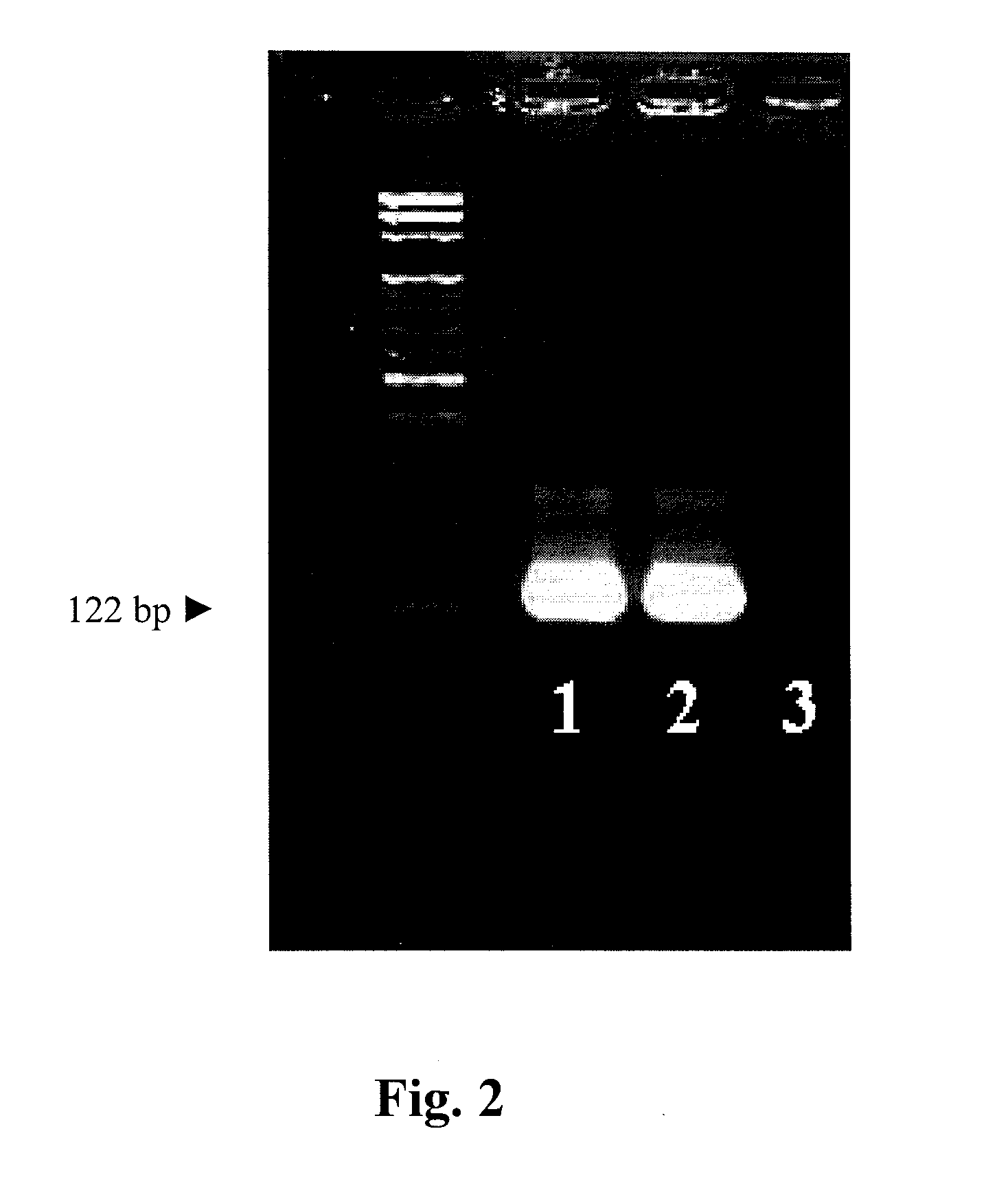 Methods and apparatuses for convective polymerase chain reaction (PCR)