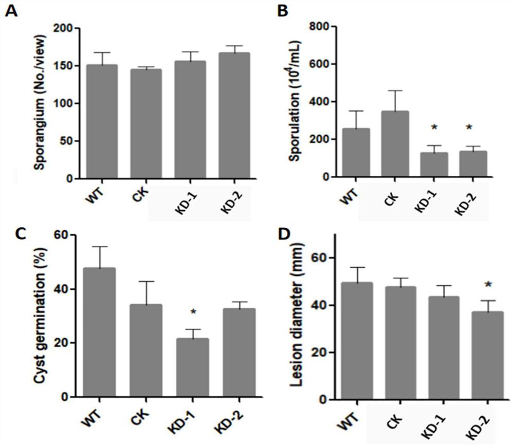 Key proteins for regulating and controlling secretion of extracellular vesicles from phytophthora capsici as well as coding gene and application thereof