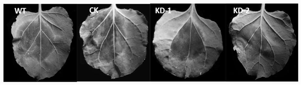 Key proteins for regulating and controlling secretion of extracellular vesicles from phytophthora capsici as well as coding gene and application thereof