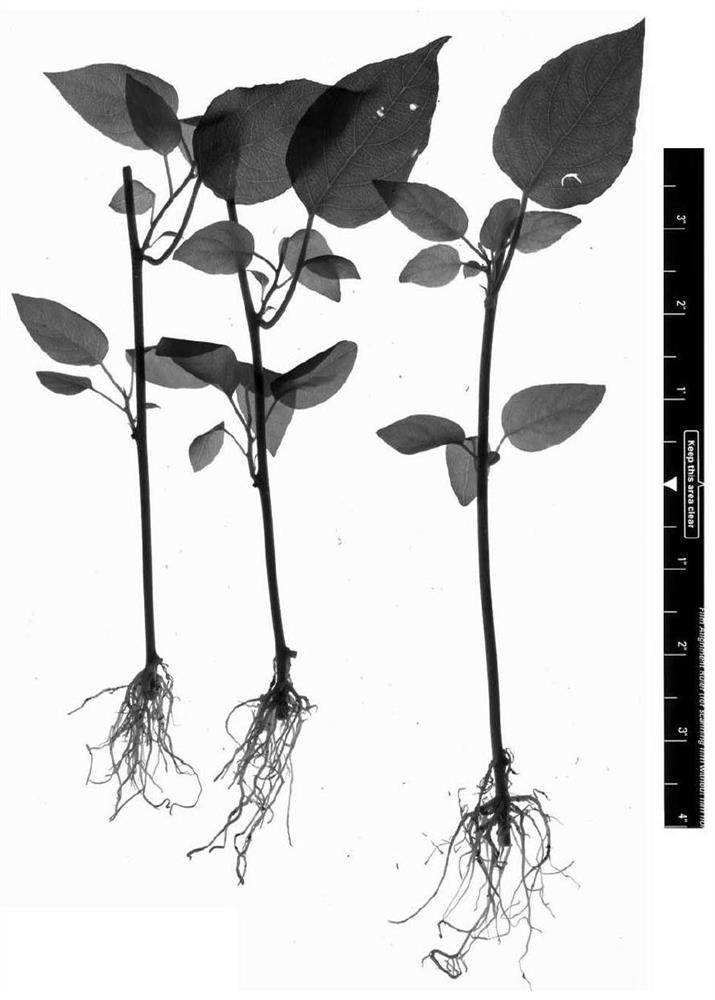 Method for cuttage breeding of actinidia valvata