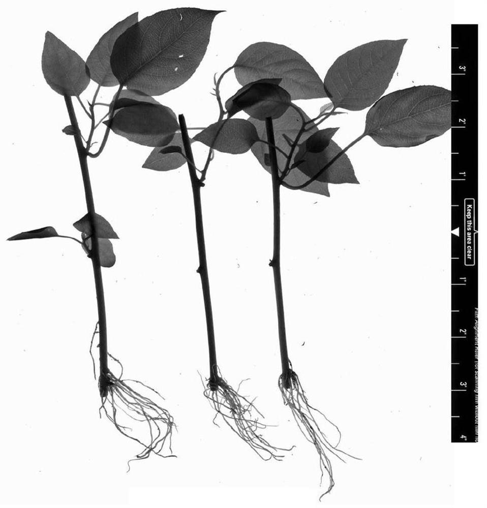 Method for cuttage breeding of actinidia valvata