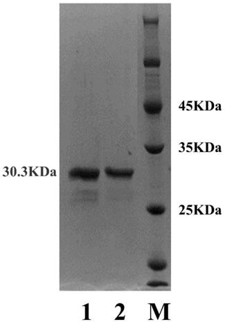 Leucine-5-hydroxylase mutant and application thereof