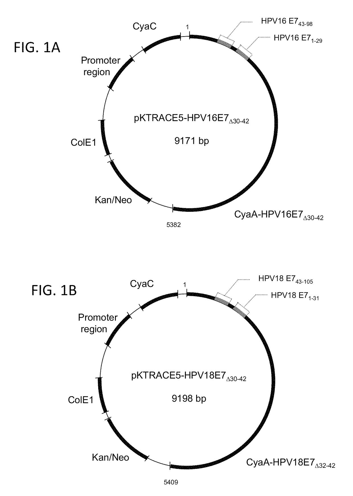 CyaA-based chimeric proteins comprising a heterologous polypeptide and their uses in the induction of immune responses