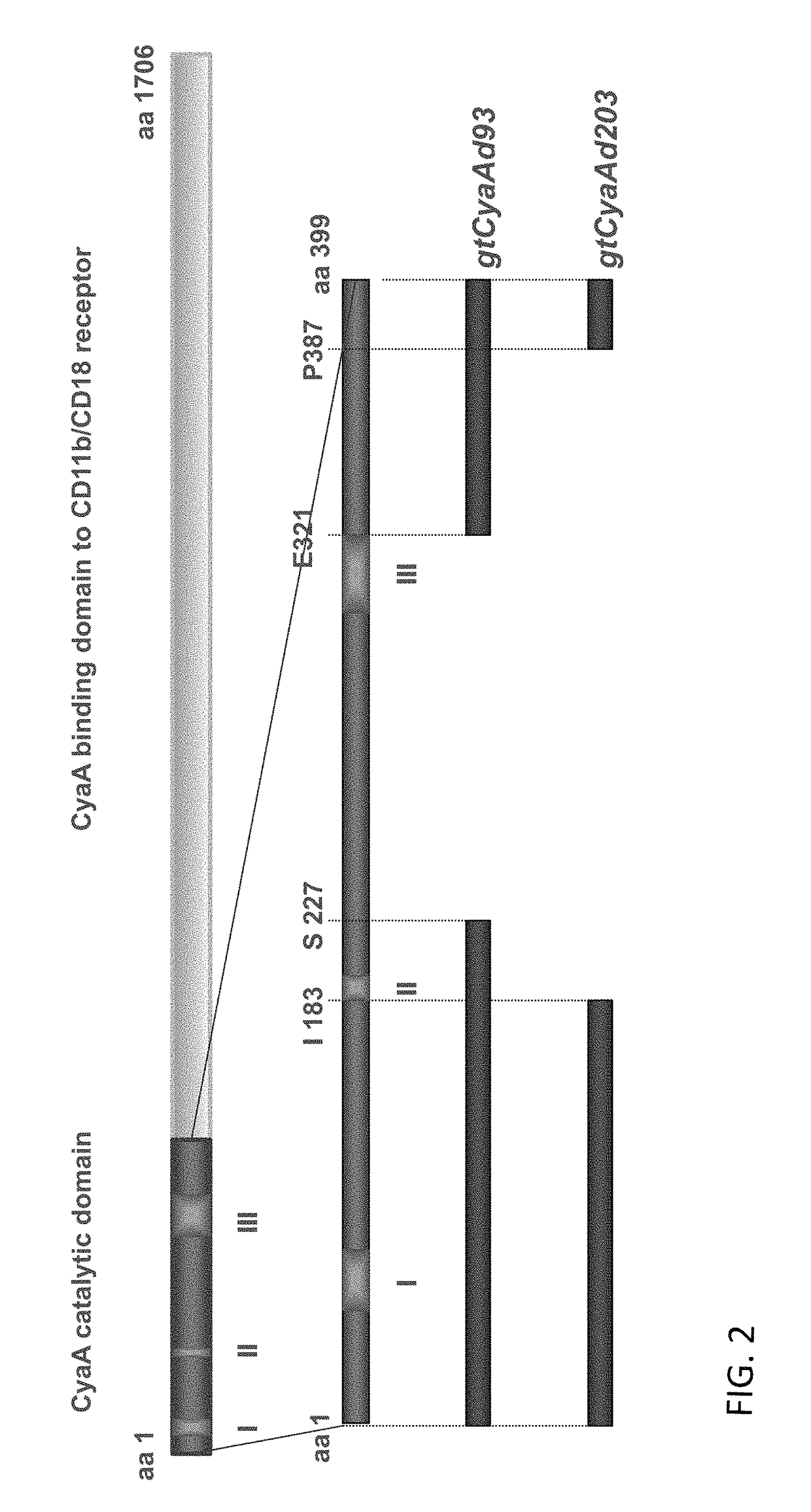 CyaA-based chimeric proteins comprising a heterologous polypeptide and their uses in the induction of immune responses