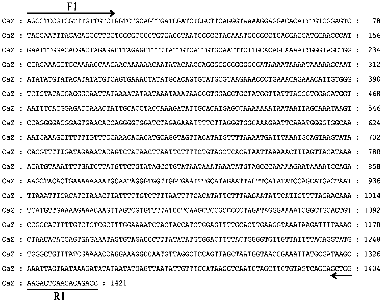 Sex chromosome specific molecular marker of Oreochromis aureus and genetic sex identification and monosexual fish production method based on the same